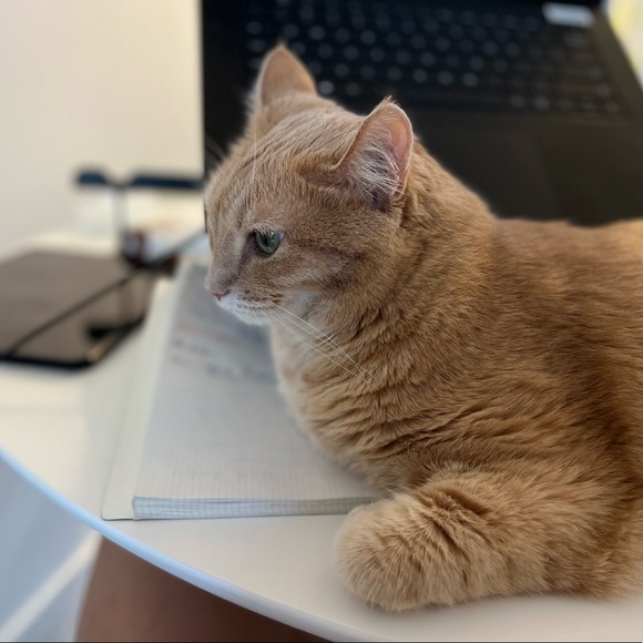 Meet your Posher, Siqi - Picture 1 of 1